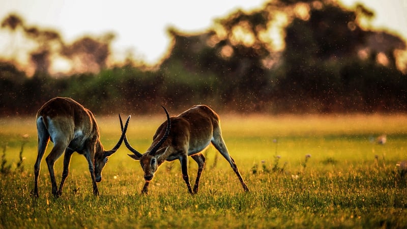 Safari Expeditions